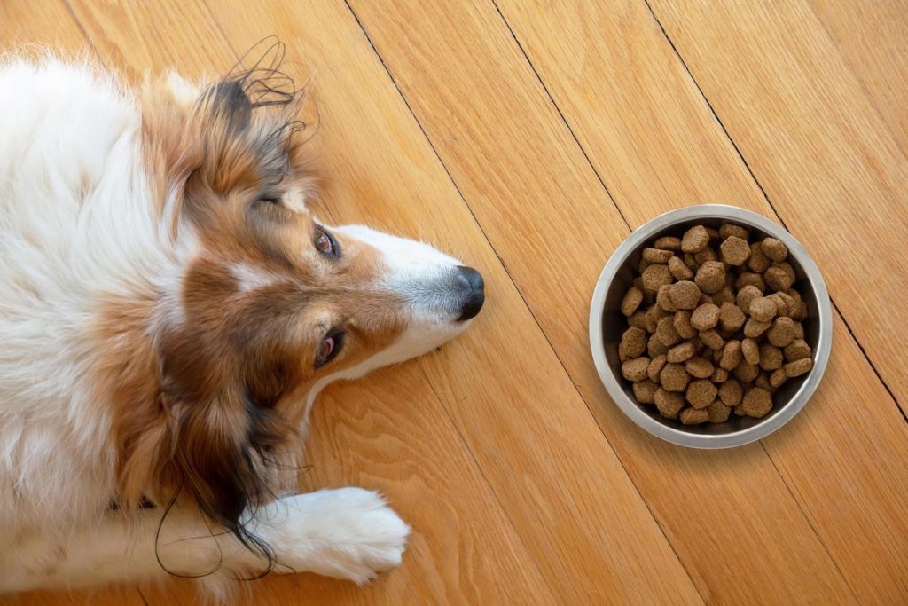 Best Dry Dog Food