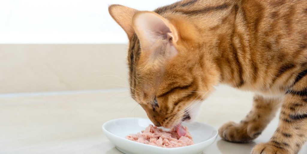 cat food for sensitive stomachs
